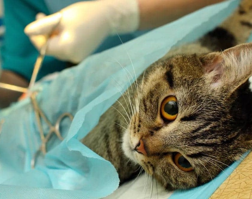 стерилизация кошки в клинике