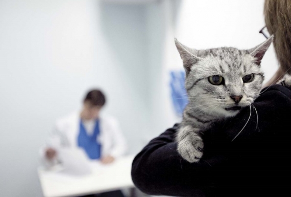 С какими проблемами обращаются в ветеринарную клинику осенью?
