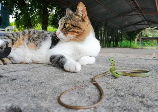 Если кошку укусила змея