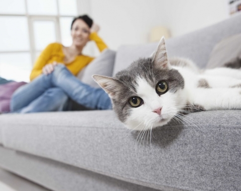 Как спасти диван от меток?