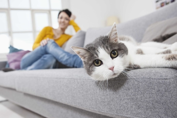 Как спасти диван от меток?